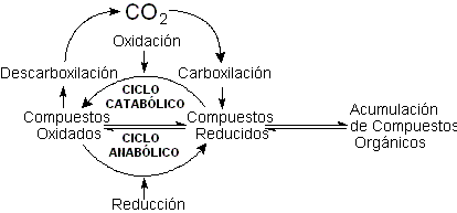 Procesos metabolicos anabolicos y catabolicos