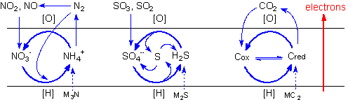 Geochemical cyles of biogenic elements