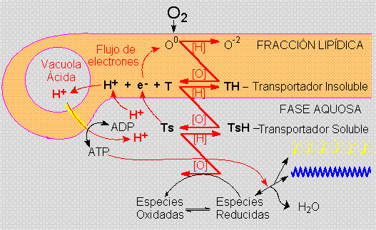 Flujo de energia por los agregados protobiológicos